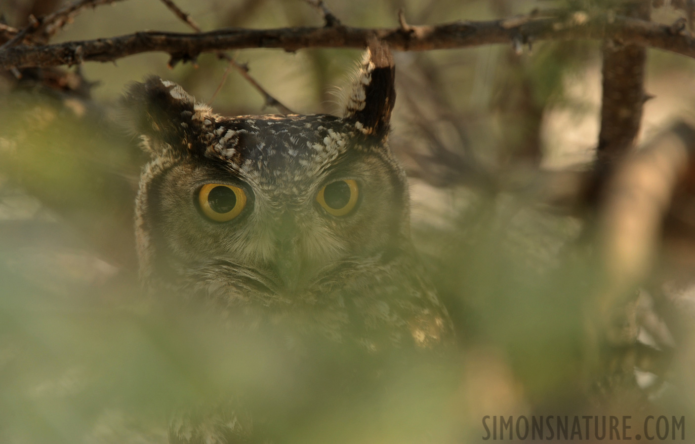 Bubo africanus [380 mm, 1/200 sec at f / 9.0, ISO 800]